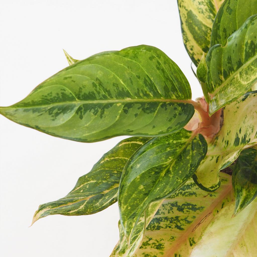 Aglaonema ‘Chartreuse Pretty’ veľká aglaonema Chartreuse Pretty izbova rastlina
