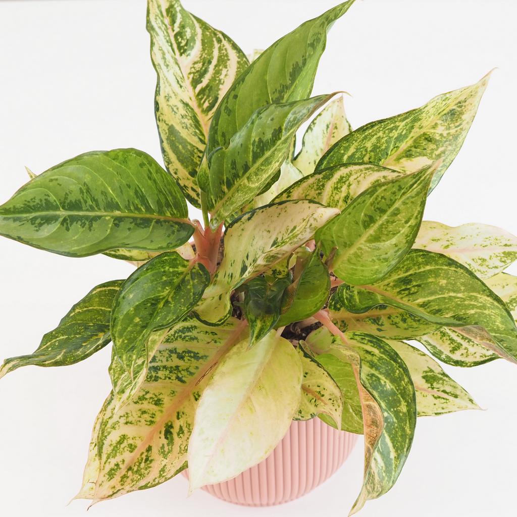 Aglaonema ‘Chartreuse Pretty’ veľká aglaonema Chartreuse Pretty izbova rastlina