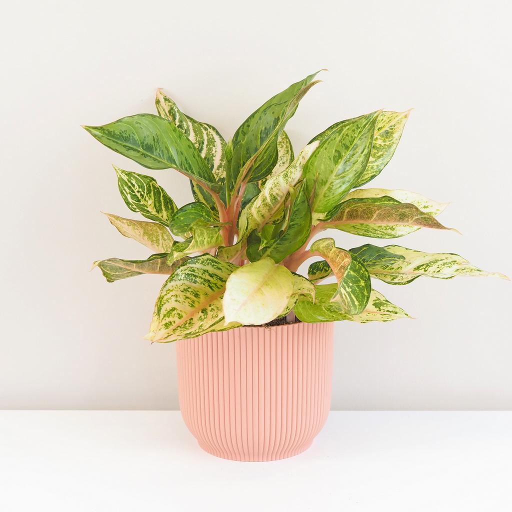 Aglaonema ‘Chartreuse Pretty’ veľká aglaonema Chartreuse Pretty izbova rastlina