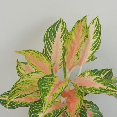 Aglaonema ‘Eyecatcher’ veľká aglaonema eyecatcher farebne izbove rastliny