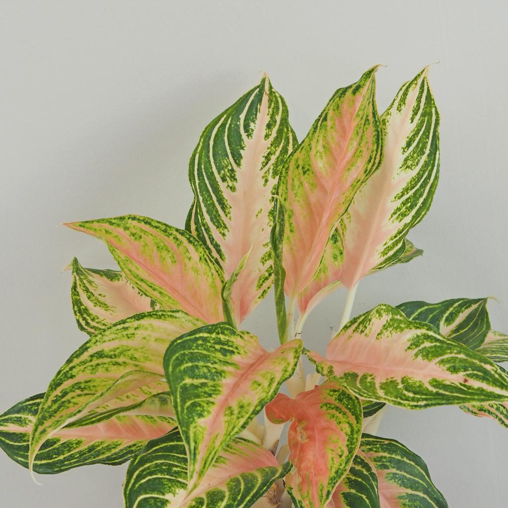 Aglaonema ‘Eyecatcher’ veľká aglaonema eyecatcher farebne izbove rastliny