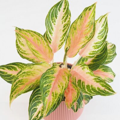 Aglaonema ‘Eyecatcher’ veľká aglaonema eyecatcher farebne izbove rastliny