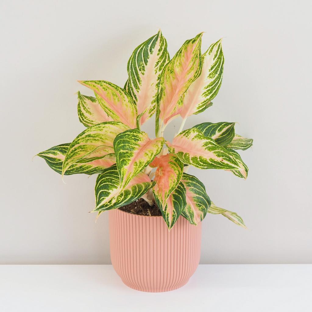 Aglaonema ‘Eyecatcher’ veľká aglaonema eyecatcher farebne izbove rastliny