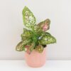Aglaonema ‘Jazzy Red’ veľká aglaonema jazzy red panašovana variegata ruzova izbova rastlina