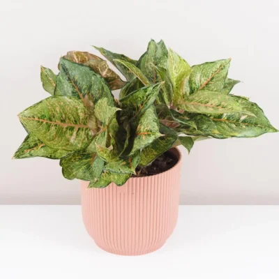 Aglaonema ‘Pistachio Pink’ maxi Aglaonema ‘Pistachio Pink’ maxi – Obrázok 5