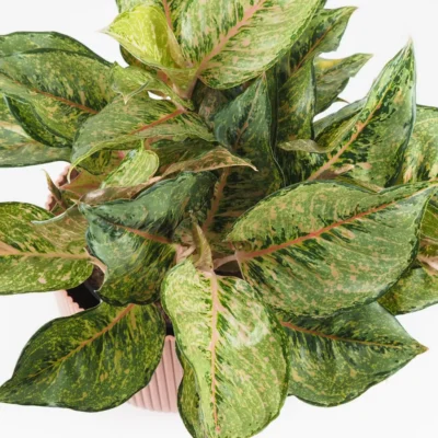 Aglaonema ‘Pistachio Pink’ maxi Aglaonema ‘Pistachio Pink’ maxi – Obrázok 3
