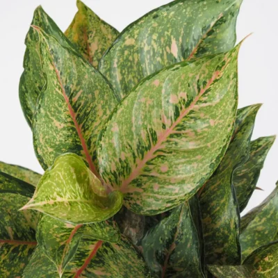 Aglaonema ‘Pistachio Pink’ maxi Aglaonema ‘Pistachio Pink’ maxi – Obrázok 2