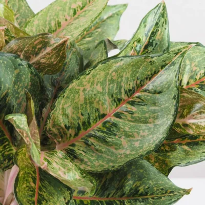 Aglaonema ‘Pistachio Pink’ maxi Aglaonema ‘Pistachio Pink’ maxi – Obrázok 4