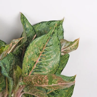 Aglaonema ‘Pistachio Pink’ maxi Aglaonema ‘Pistachio Pink’ maxi – Obrázok 6