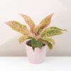 Aglaonema ‘Prestige’ aglaonema Prestige ruzova izbova rastlina
