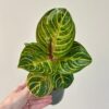 Aglaonema ‘Tourmaline Gold’ Aglaonema ‘Tourmaline Gold’ maxi (kópia)