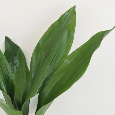 Aspidistra elatior veľká Aspidistra elatior ‘Milky Way’ veľká (kópia)