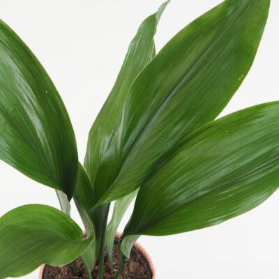 Aspidistra elatior veľká Aspidistra elatior ‘Milky Way’ veľká (kópia)