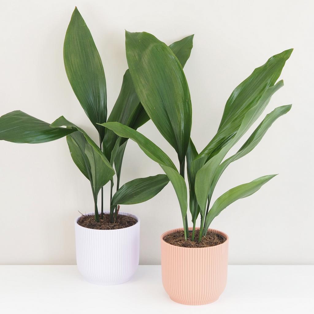 Aspidistra elatior veľká Aspidistra elatior ‘Milky Way’ veľká (kópia)