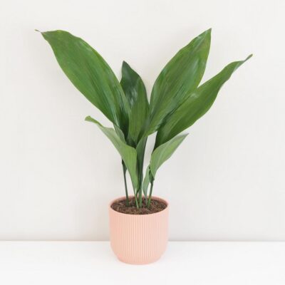 Aspidistra elatior ‘Milky Way’ veľká (kópia)
