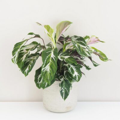 Calathea ‘Fusion White’ veľká