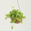 Dischidia pectenoides snaily dischidia pectenoides snaily plantizia 1 Plantizia.sk