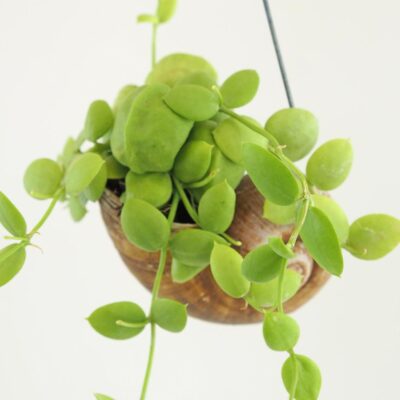 Dischidia pectenoides snaily – Obrázok 2