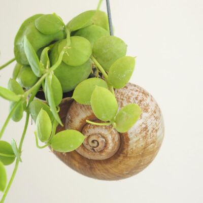 Dischidia pectenoides snaily – Obrázok 3