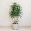Dracaena reflexa ‘Anita’ 130 cm Dracaena reflexa Anita velka izbova rastlina do kancelarie