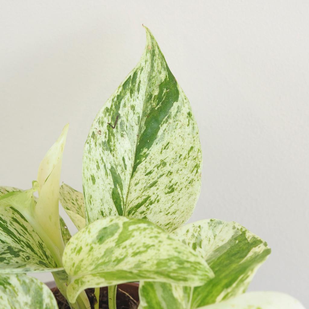 Pothos Epipremnum ‘Snow Leopard’ Pothos Epipremnum ‘Snow Leopard’
