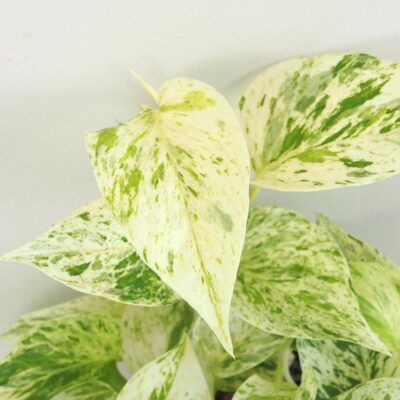 Pothos Epipremnum ‘Snow Leopard’ Pothos Epipremnum ‘Snow Leopard’