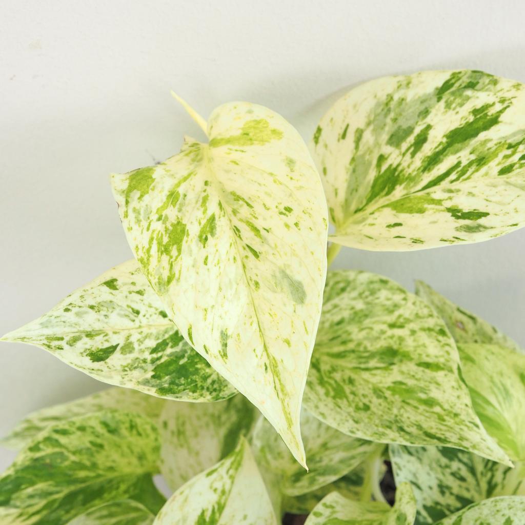 Pothos Epipremnum ‘Snow Leopard’ Pothos Epipremnum ‘Snow Leopard’