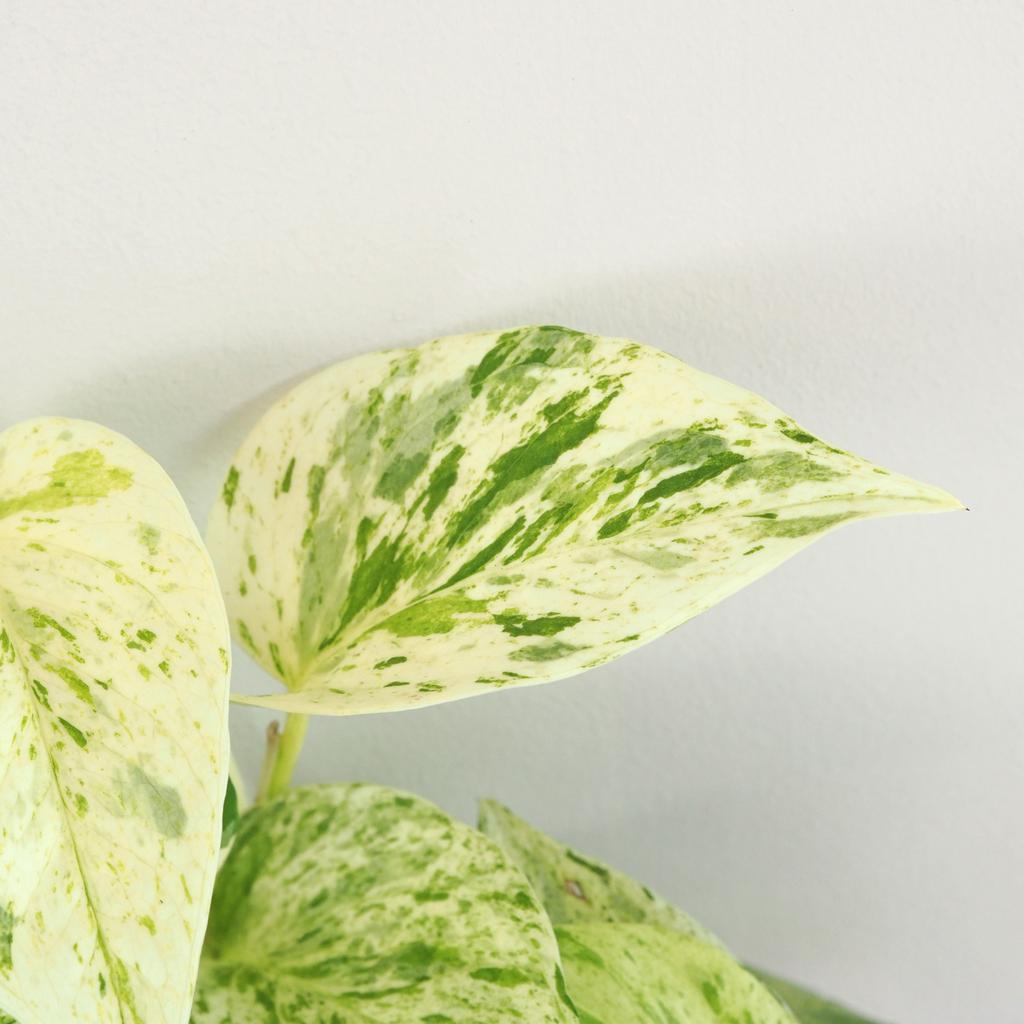 Pothos Epipremnum ‘Snow Leopard’ Pothos Epipremnum ‘Snow Leopard’
