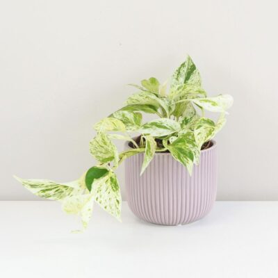 Pothos Epipremnum ‘Snow Leopard’ Pothos Epipremnum ‘Snow Leopard’