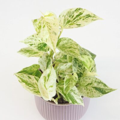 Pothos Epipremnum ‘Snow Leopard’ Pothos Epipremnum ‘Snow Leopard’