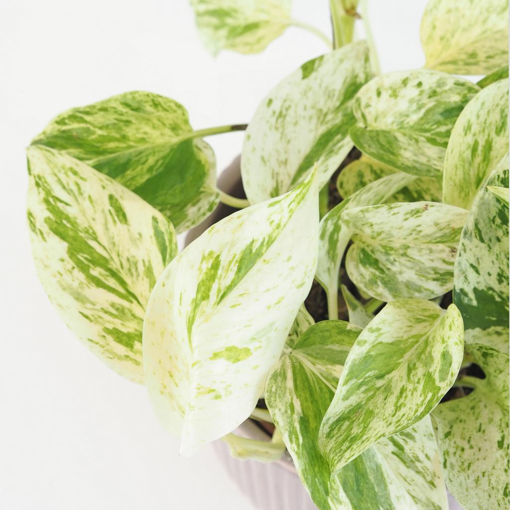 Pothos Epipremnum ‘Snow Leopard’ Pothos Epipremnum ‘Snow Leopard’