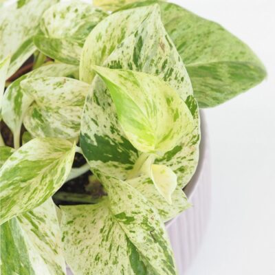 Pothos Epipremnum ‘Snow Leopard’ Pothos Epipremnum ‘Snow Leopard’