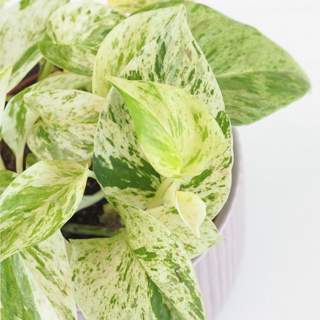 Pothos Epipremnum ‘Snow Leopard’ Pothos Epipremnum ‘Snow Leopard’