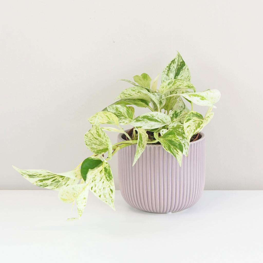 Pothos Epipremnum ‘Snow Leopard’ Pothos Epipremnum ‘Snow Leopard’