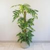 Epipremnum pinnatum ‘Golden Flame’ na tyči 150 cm epipremnum pinnatum golden flame tahava izbova rastlina