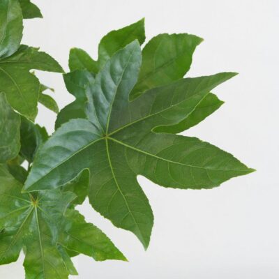 Fatsia japonica fatsia japonica japonska aralia nenarocna izbova rastlina