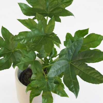 Fatsia japonica fatsia japonica japonska aralia nenarocna izbova rastlina