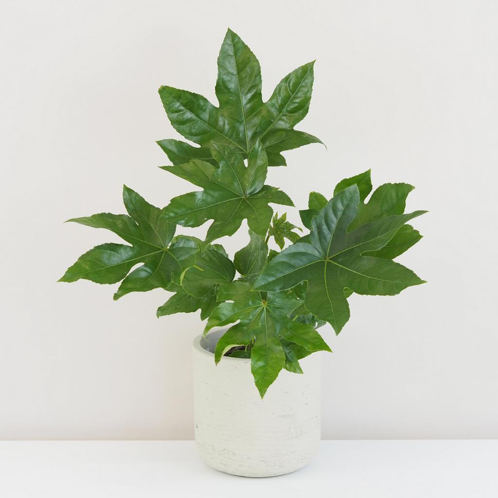 Fatsia japonica fatsia japonica japonska aralia nenarocna izbova rastlina