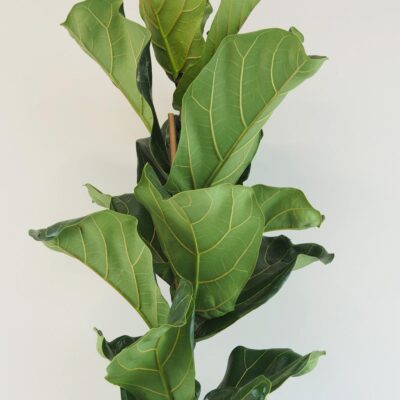 Ficus lyrata 120 cm ficus lyrata velka izbova rastlina