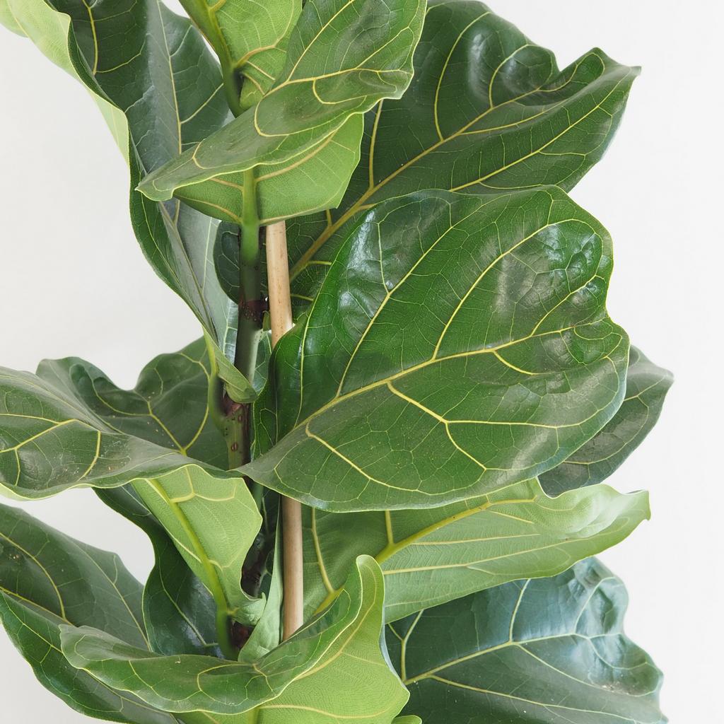 Ficus lyrata 120 cm ficus lyrata velka izbova rastlina