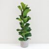 Ficus lyrata 120 cm ficus lyrata velka izbova rastlina