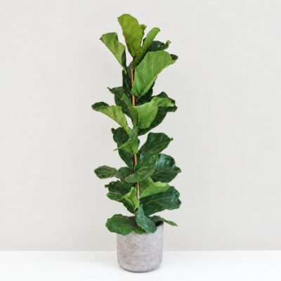 ficus lyrata velka izbova rastlina