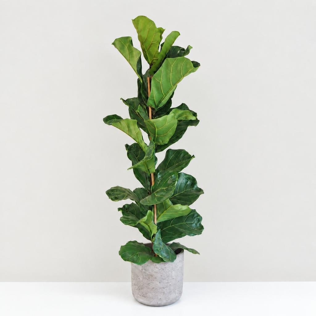 Ficus lyrata 120 cm ficus lyrata velka izbova rastlina