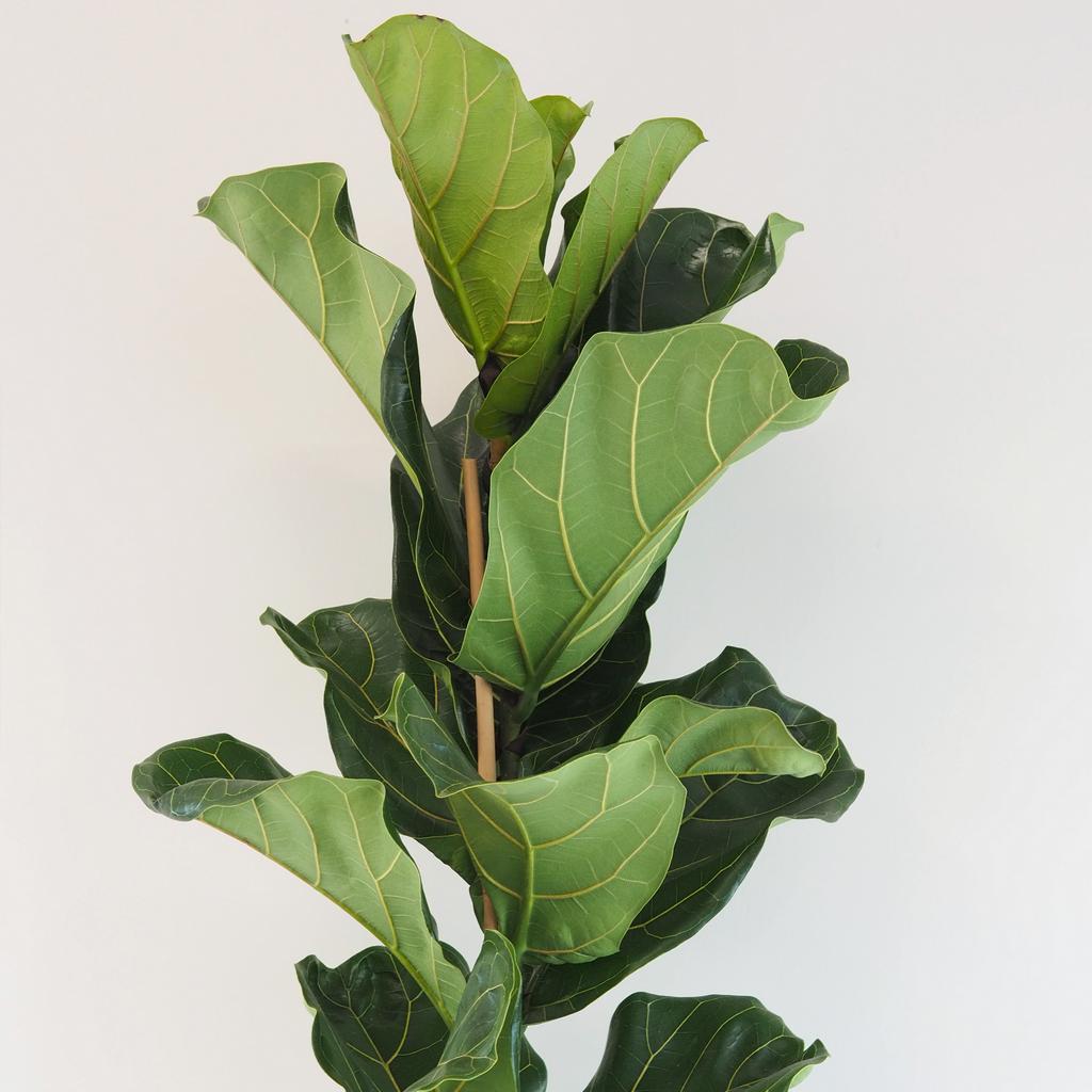 Ficus lyrata 120 cm ficus lyrata velka izbova rastlina
