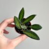 Hoya Burtoniae malá voskovka hoya burtoniae mala tahava izbova rastlina