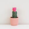 Kaktus Gymnocalycium mihanovichii ružový malý Kaktus Gymnocalycium mihanovichii žltý malý (kópia)