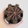 Kaktus Gymnocalycium mihanovichii ‘Japan’ Kaktus Gymnocalycium mihanovichii ‘Japan’