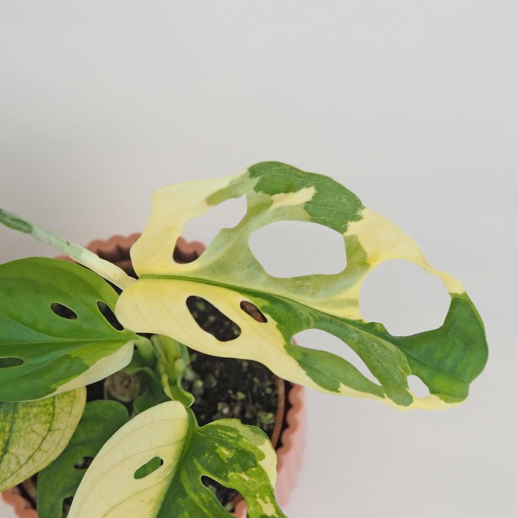 Monstera adansonii variegata malá monstera adansonii variegata panasovana raritna izbova rastlina