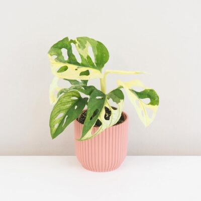 Monstera adansonii variegata malá monstera adansonii variegata panasovana raritna izbova rastlina