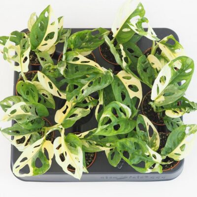 Monstera adansonii variegata malá monstera adansonii variegata panasovana raritna izbova rastlina